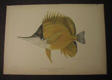 FISHES of HAWAII - 13 color lithographs from 1903 Baldwin, Bien; Humuhumu, etc. picture