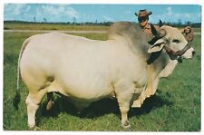 Post Card Grand Champion Brahman Bull Emperor Manso 24th Florida picture