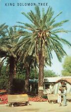 Coachella Valley California, King Solomon Palm Tree, Vintage Postcard picture
