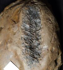 Big rare Carboniferous fossil plant Lepidodendron cone in nodule not Mazon Creek picture