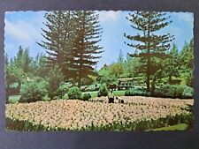 Postcard Bermuda Easter Lillies Botanical Gardens In Paget picture