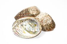 Green Abalone Sea Shell One Side Polished Beach Craft 3
