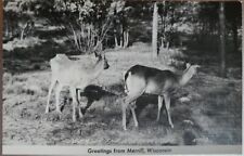 RPPC Greetings From Merrill, Wisconsin Deer, Vintage Unposted picture