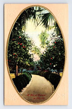 Postcard A Bit of Nature In Florida Embossed picture