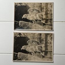 Antique Sepia Photograph (2) Of Taxidermy Bird & Original Glass Negative Odd picture