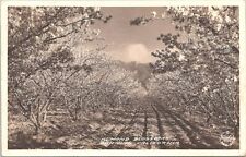 Banning California RPPC Almond Blossoms Farming Scene 1937 picture