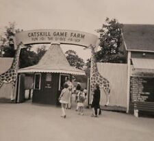 Catskill New York Catskill Game Farm Zoo Entrance Giraffe Photo Snapshot picture