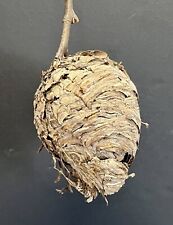 Natural Paper Wasp Bee Hornet Hive Nest On Hardwood Branch picture