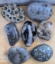 7 Unpolished Michigan fossils Petoskey Stone  Horn Coral 1.5