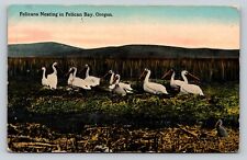 c1915 Pelican Bay Oregon Pelicans Nesting ANTIQUE Postcard picture