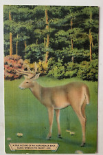 c1940s NY Postcard New York Adirondacks Adirondack Buck in the Velvet deer linen picture