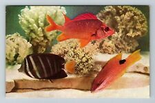 Chicago IL-Illinois Fish At John G Shedd Aquarium  Vintage Souvenir Postcard picture