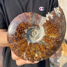 1.6lb Natural Ammonite Fossil Conch Crystal Cluster Specimen Healing picture