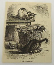 1882 magazine engraving ~ TWO CATS PLAYING WITH A BASKET OF LOBSTERS picture