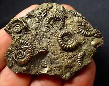 Large, full pyrite multi-ammonite fossil (61 mm) Jurassic Coast Charmouth UK  picture