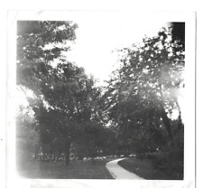 Vintage 1924 Photo Trees ?Park Rice County Kansas 3.5 x 3.5 Black & White Glossy picture