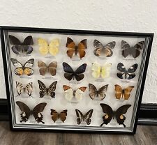 Vintage 19 Assorted Framed Butterflies from Malaysia picture