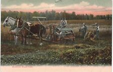 Aroostock Wheat Field Horse Plow Farmers 1910 ME  picture