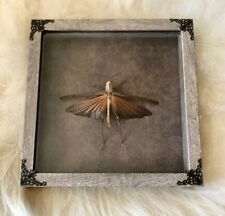 REAL ORANGE-WINGED GRASSHOPPER, TROPIDACRIS DUX TAXIDERMY IN BLK SHADOWBOX FRAME picture