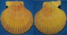 Tonyshells Seashells Mimachlamys gloriosa GLORY SCALLOP 74mm F+++/gem picture