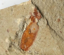 Cambrian fossil unknown ,collection,teaching, No.z33 picture