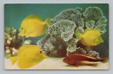 Postcard Fish at Shedd Aquarium Chicago Illinois Yellow Tang Hawkfish picture