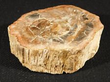 Perfect BARK 225 Million Year Old Polished Petrified Wood Fossil 388gr picture