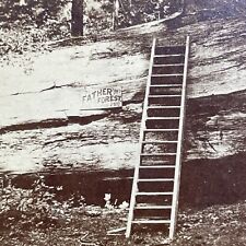 Antique 1870s Father Of The Forest Giant Sequoia Tree Stereoview Photo Card V527 picture