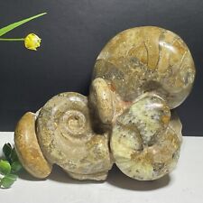 2400g Rare Ancient Ammonite Genuine Crystalline Specimen from Madagascar A7 picture