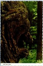 Postcard - Old Man Burl, California Redwood Tree, USA picture