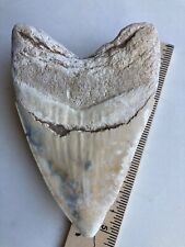 Unique five inch Summerville megalodon tooth picture