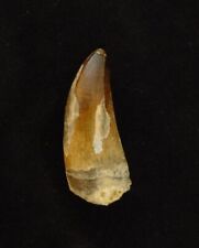 Large 2-7/8 Inch Sarcosuchus Tooth picture