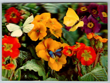c1980s Pink Yellow Red Orange Butterfly Flowers 3d lenticular Vintage Postcard picture