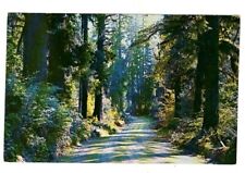 Postcard WA Forest Highway Western Washington Hoh River Valley Vintage picture