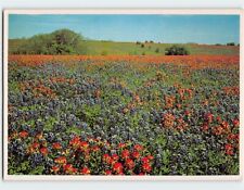 Postcard A Texas Field of Indian Paintbrush and Texas Bluebonnets Texas USA picture