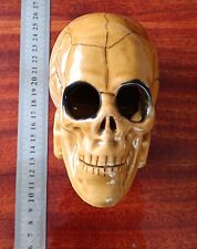 Vintage souvenir ceramic skull, desktop souvenir skull. picture
