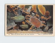 Postcard Green Moray & Spotted Moray New York Aquarium New York USA picture