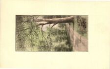 Vintage Postcard- A tree by a road Early 1900s picture