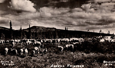c1951 RPPC Alaska Reindeer Grazing Landscape, Tetinek Photo Vintage Postcard 1c picture