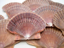 12 Mexican Flat Scallop Shells Seashells Large 3