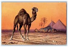 c1910's Camel Arabia Egypt Art Skeleton Camp Unposted Antique Postcard picture