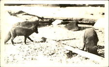 Two foxes ~ Arctic foxes?  ~ RPPC real photo postcard 1924-1949 picture