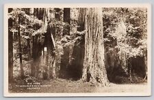 Mt Tamalpais & Muir Woods Railway CA, Big Trees, VTG RPPC Real Photo Postcard picture