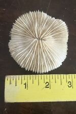 Genuine Natural Mushroom Coral Sea Shell Ocean Beach Decor White 3” Diameter picture