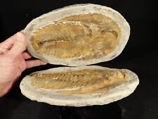 HUGE 100% NATURAL Andalusiana Trilobite Fossil Anif Morocco 3553gr picture