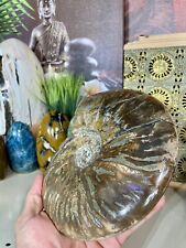 Ammonite Fossil Conch Specimen 8” Crystal Opalized Yoga Meditation Reiki ZENDA picture