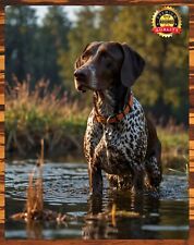 German Shorthaired Pointer - The Hunt - Ducks Unlimited - Metal Sign 11 x 14 picture