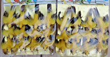 Nos Vintage Hong Kong Styrofoam Yellow Birds 24 Lot Warbler Ornament Crafting picture