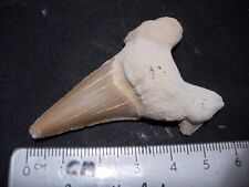 #T-24 Shark tooth fossil of a real Otodus Obliquus over 60 million years old picture