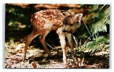 Postcard Young Fawn (deer) in brush L26 picture